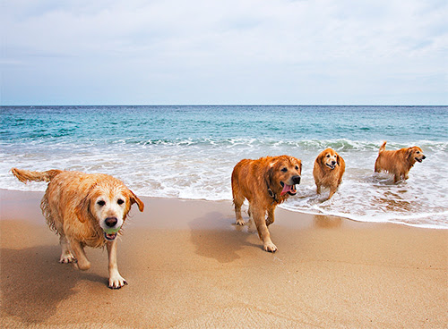 ¡Pasémoslo la mar de bien!