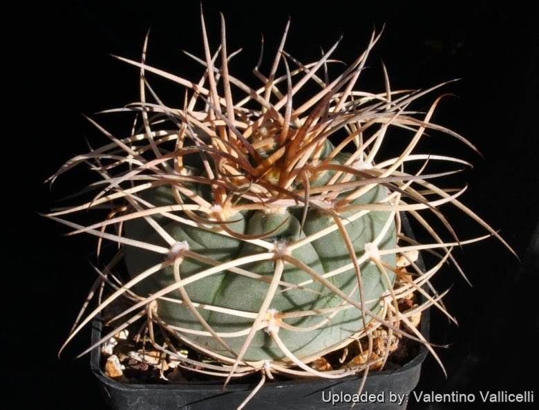 The natural reaction to do is to either. Gymnocalycium Spegazzinii Subs Cardenasianum