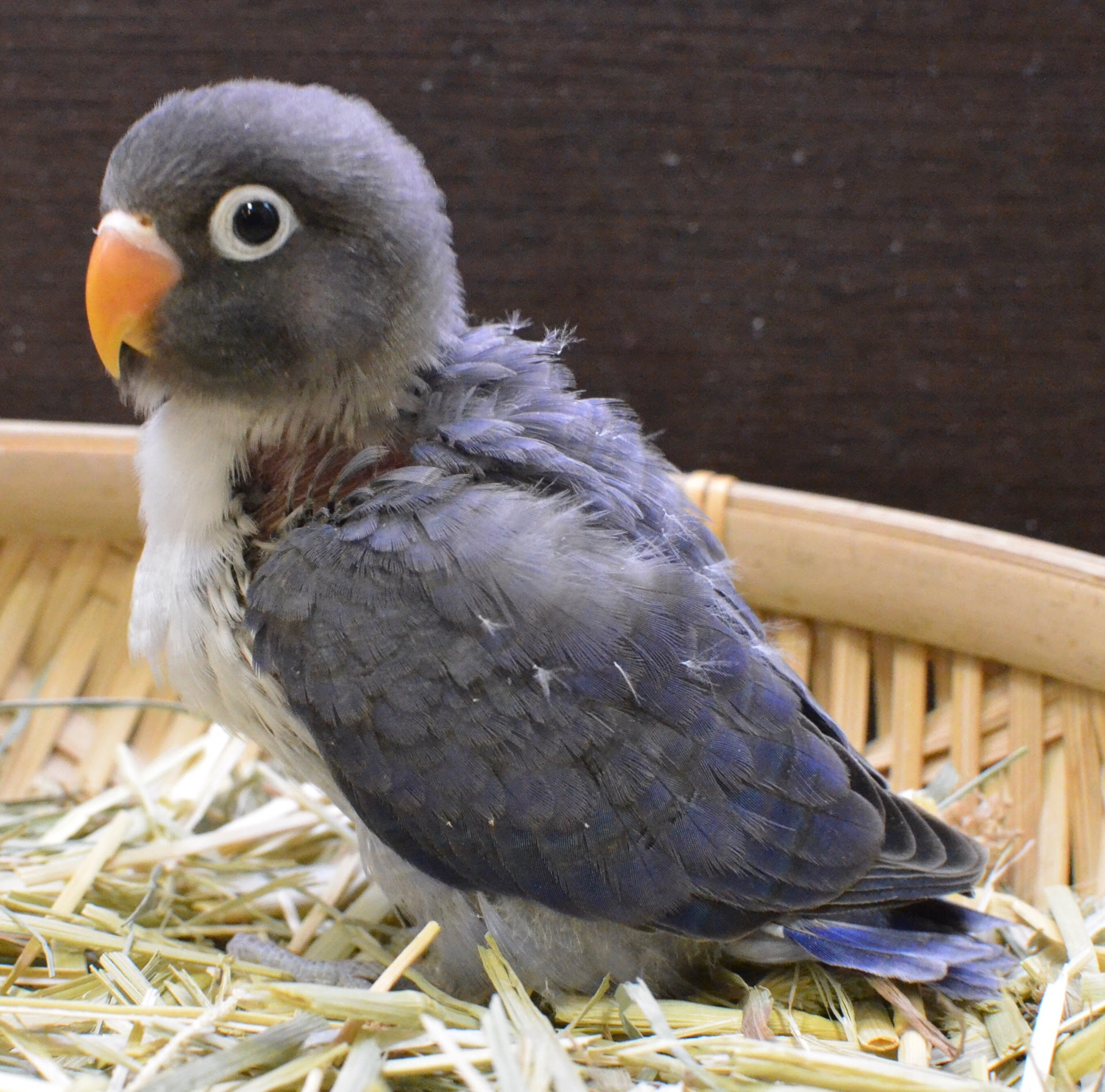 トップ100ボタンインコ 色 最高の花の画像