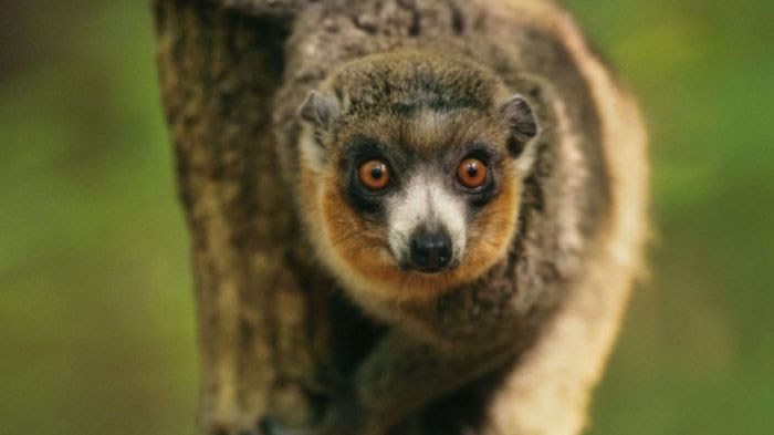 Afrique : Au chevet des lémurs mongoz de Madagascar