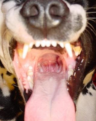 Stealing quality of life and years away cancer in dogs can affect any and every organ in the body. How To Treat Your Dog S Throat Cancer