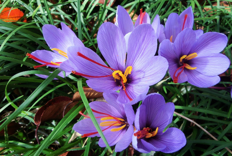 すべての美しい花の画像 元の春サフラン花サフランの別名がある花は