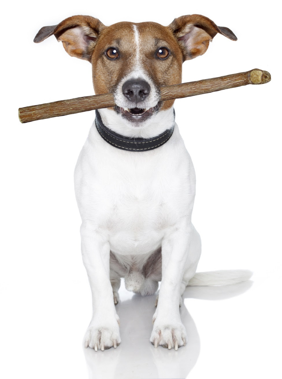 Thinner bully sticks are ideal for casual chewers, as well as puppies, seniors, and particularly small dogs. Dangers Of Bully Sticks Popular Treat Can Carry Bacteria And Add Calories Clinical Nutrition Service At Cummings School