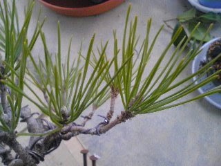 画像 盆栽 松 種類 見分け方 盆栽 松 種類 見分け方