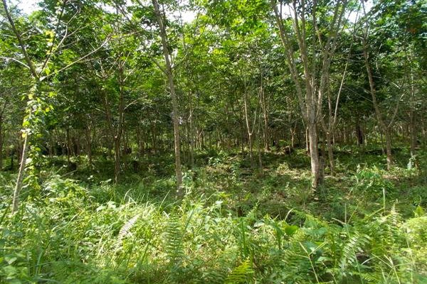 Hutan Desa Setianegara : 30 Tempat Wisata di Kuningan ...