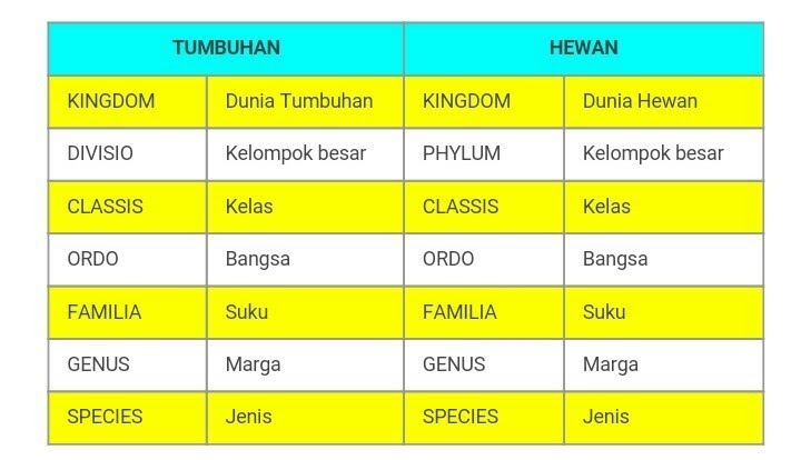 Contoh Urutan Takson  Pada Tumbuhan Soft Educaiton