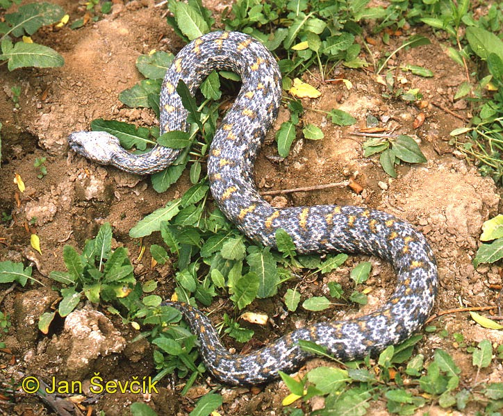 When further specimens will be available for study Picture Of Zmije Levantska Daboia Lebetina Gjurzja Levantine Viper Levanteotter
