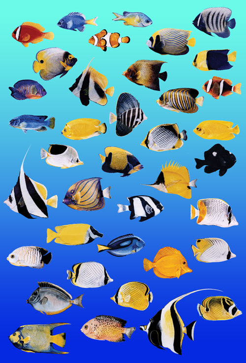 美しい花の画像 新鮮な熱帯魚 イラスト リアル