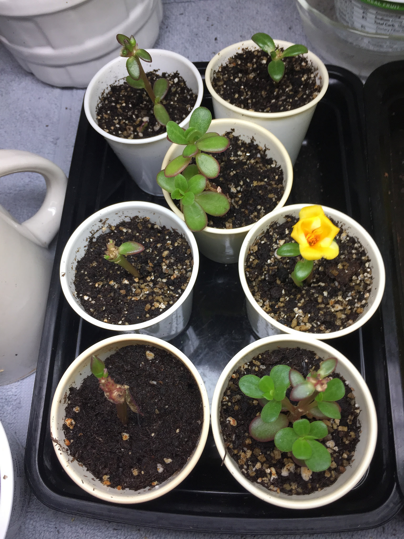綺麗な挿し木 できる 花 すべての美しい花の画像