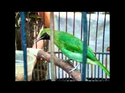 Ciri Ciri Cucak Ijo Kalimantan  98 Video Burung