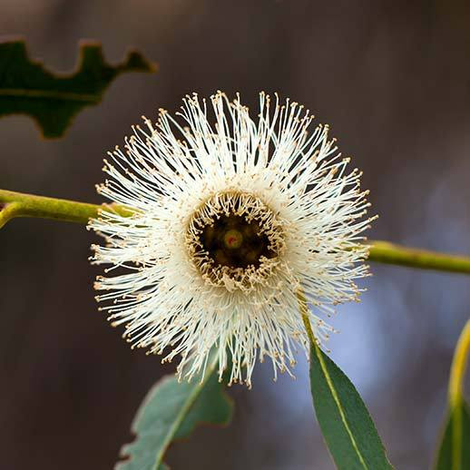 Eucalyptus leaves are a great source of antioxidants, particularly flavonoids, which protect your body from oxidative summary eucalyptus contains a compound called eucalyptol, which has been found to decrease nasal congestion hence, many hair and skin products contain eucalyptus leaf extract. Eucalyptus Benefits Uses History Gaia Herbs