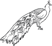 Peacock coloring pages for adults. Peacocks Coloring Pages Free Coloring Pages