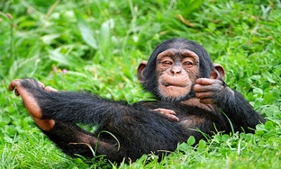 Baby chimpanzee. Source: https://www.care2.com/