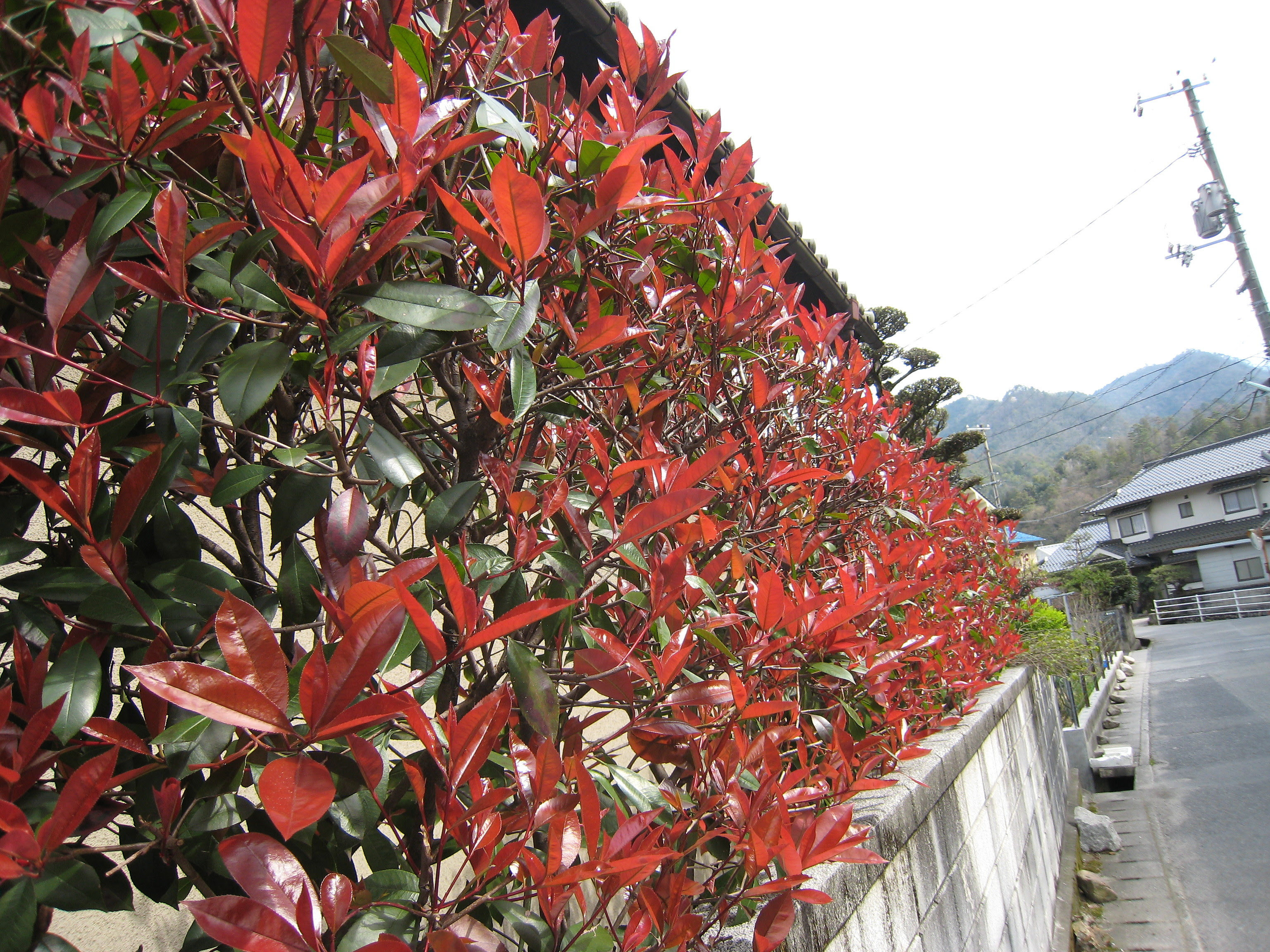 100 Epic Bestアカメ 植物 最高の花の画像