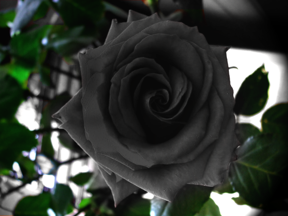 トップ100 薔薇 花 言葉 黒 美しい花の画像