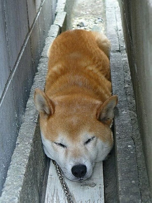 トップコレクション 可愛い ワンワン 最高の画像画像