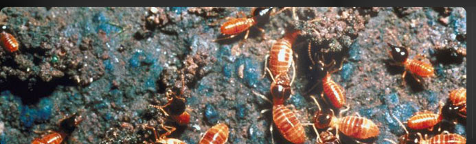 We're not happy until our customers call us their favorite oklahoma city pest control company. Fisk Brothers Termite Pest Control Oklahoma City Ok 73106 4822 Termitesokc Com
