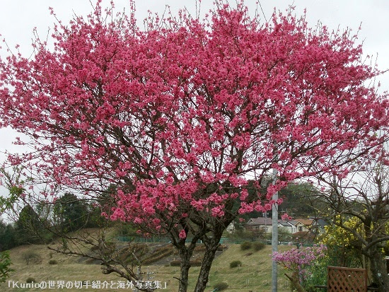 ラブリー春 ピンク 花 樹木 すべての美しい花の画像