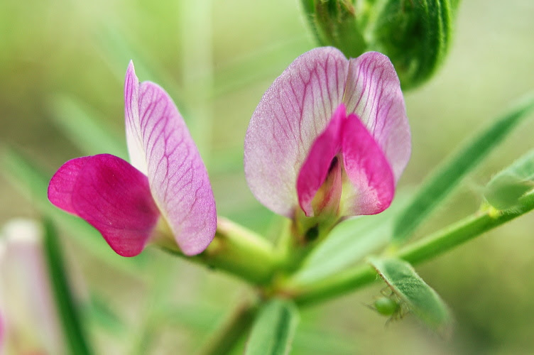 すべての美しい花の画像 最新エンドウ 花言葉