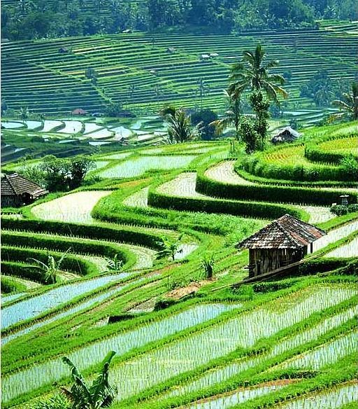 Keren 30 Lukisan Pemandangan Sawah Padi Di Kampung - Gambar Kitan