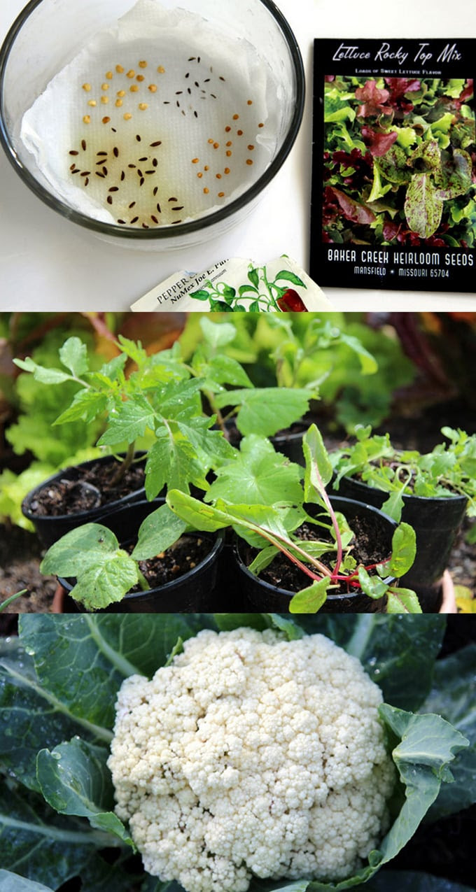 The plants can be purchased from a nursery or garden center. Germinate Seeds 3x Faster What Not To Do A Piece Of Rainbow
