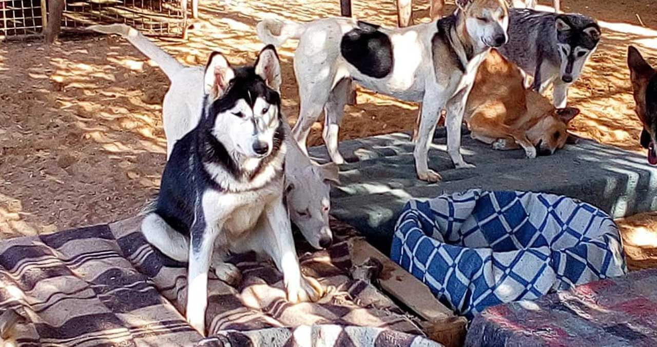 Rescue dog in Egypt