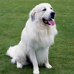 これまでで最高の白い ふわふわ 犬 名前 最高の花の画像