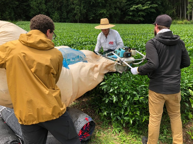 Tencha harvest season