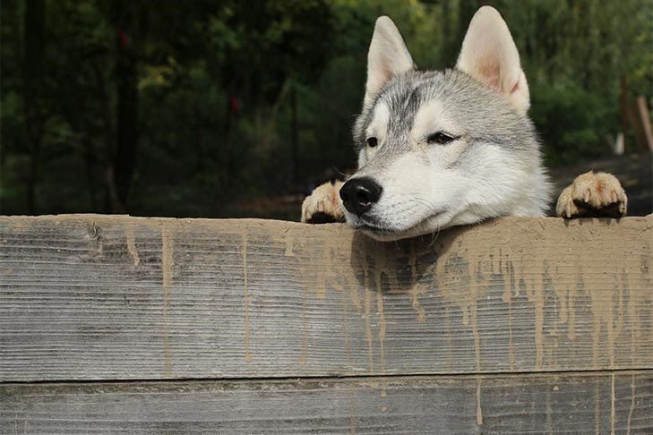 Huskies, rotties and german shepherds all need a lot of exercise. 10 Things Only A Siberian Husky Owner Would Understand American Kennel Club