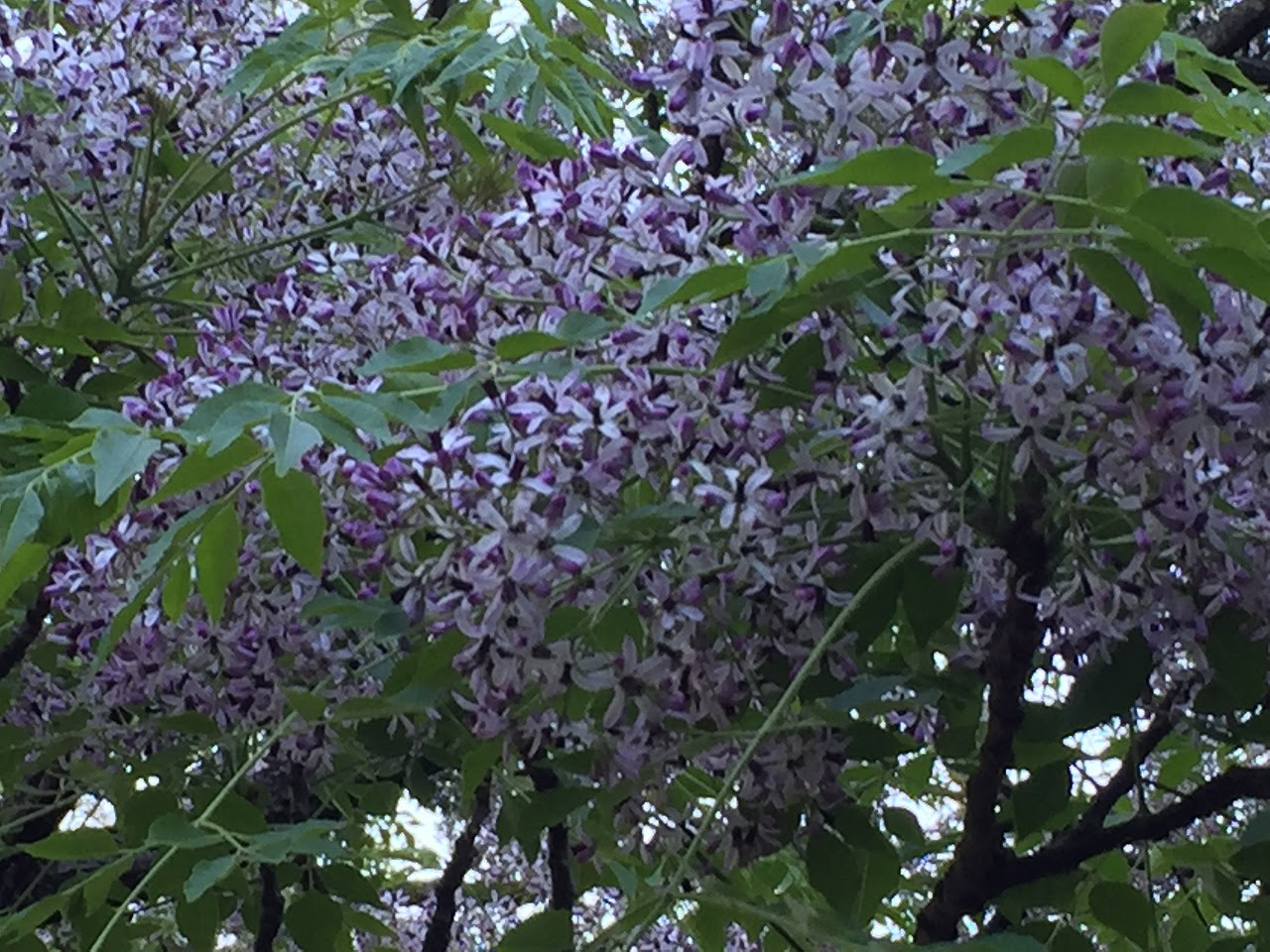 50 素晴らしいハゼ 花 最高の花の画像