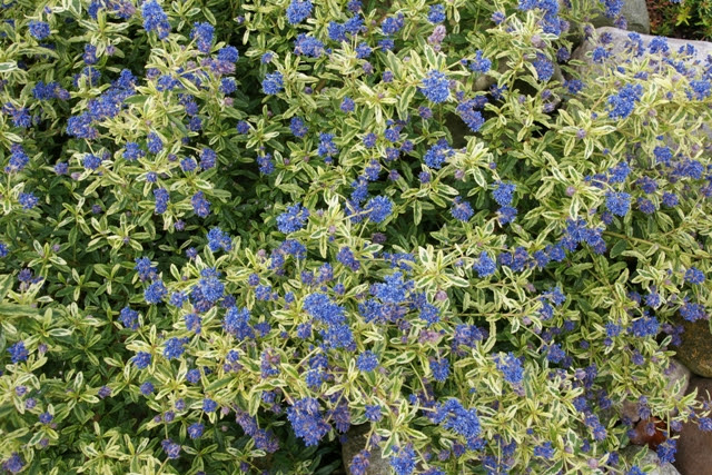 Check spelling or type a new query. C Ceanothus Lemon And Lime
