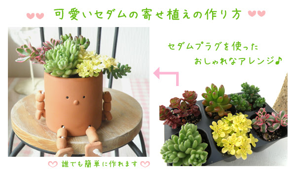 ロイヤリティフリーセダム 寄せ 植え 作り方 すべての美しい花の画像