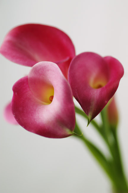 新着花 カラー 最高の花の画像