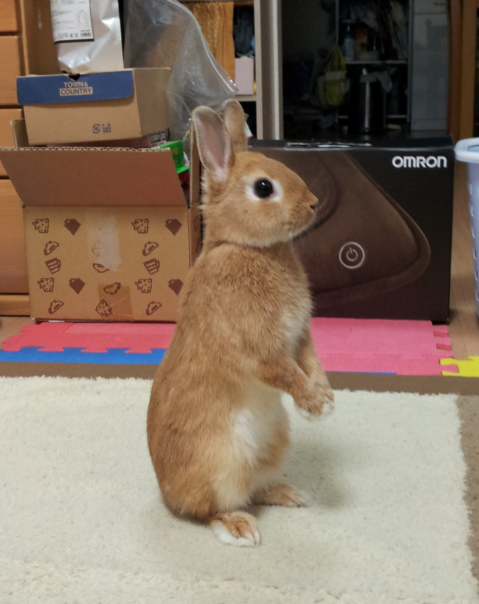 ラブリーピーター ラビット うさぎ すべての動物画像