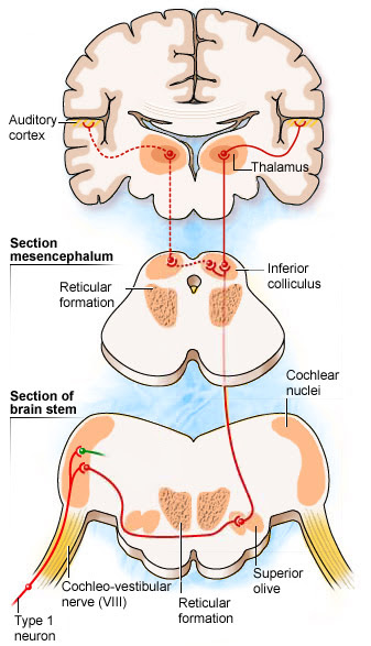 Bookbrain stem nuclei ~ bb1: Auditory Brain Cochlea