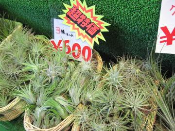 すべての美しい花の画像 最高かつ最も包括的なエアー プランツ 増やし 方