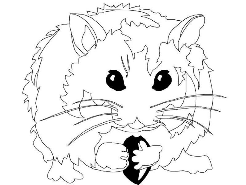 Anime Cute Hamster Coloring Pages Coloring And Drawing