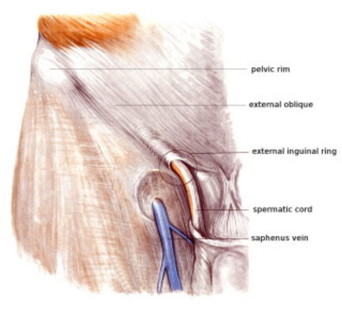 We did not find results for: Anatomy Of Groin And Adductors