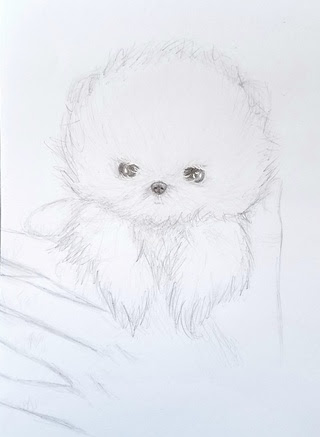 How To Draw A Pomeranian Step By Step