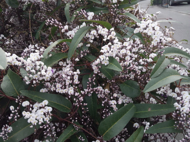 美しい花の画像 無料印刷可能春の 花 香り