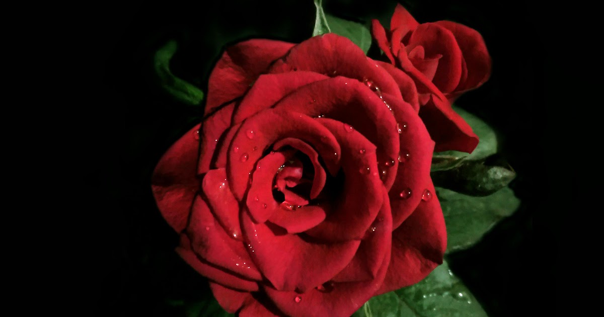 25+ Inspirasi Keren Bunga Mawar Merah Background Hitam ...