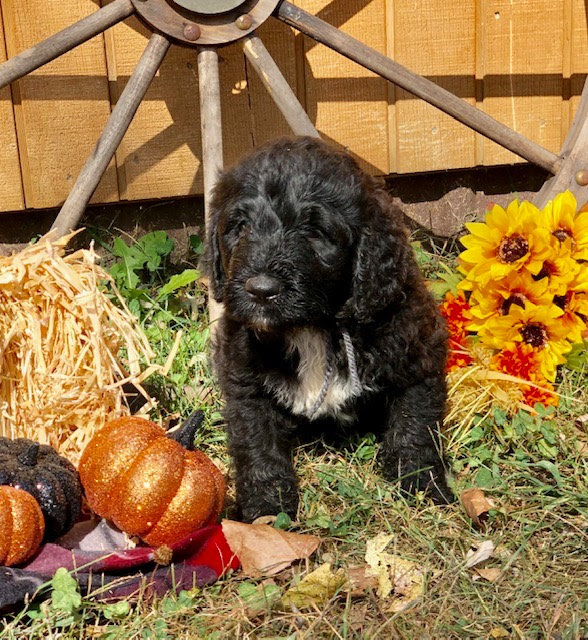 Poodle Doodle Keto - Poodle Doodle Keto - Poodle Doodle Keto / Pin on Keto ...