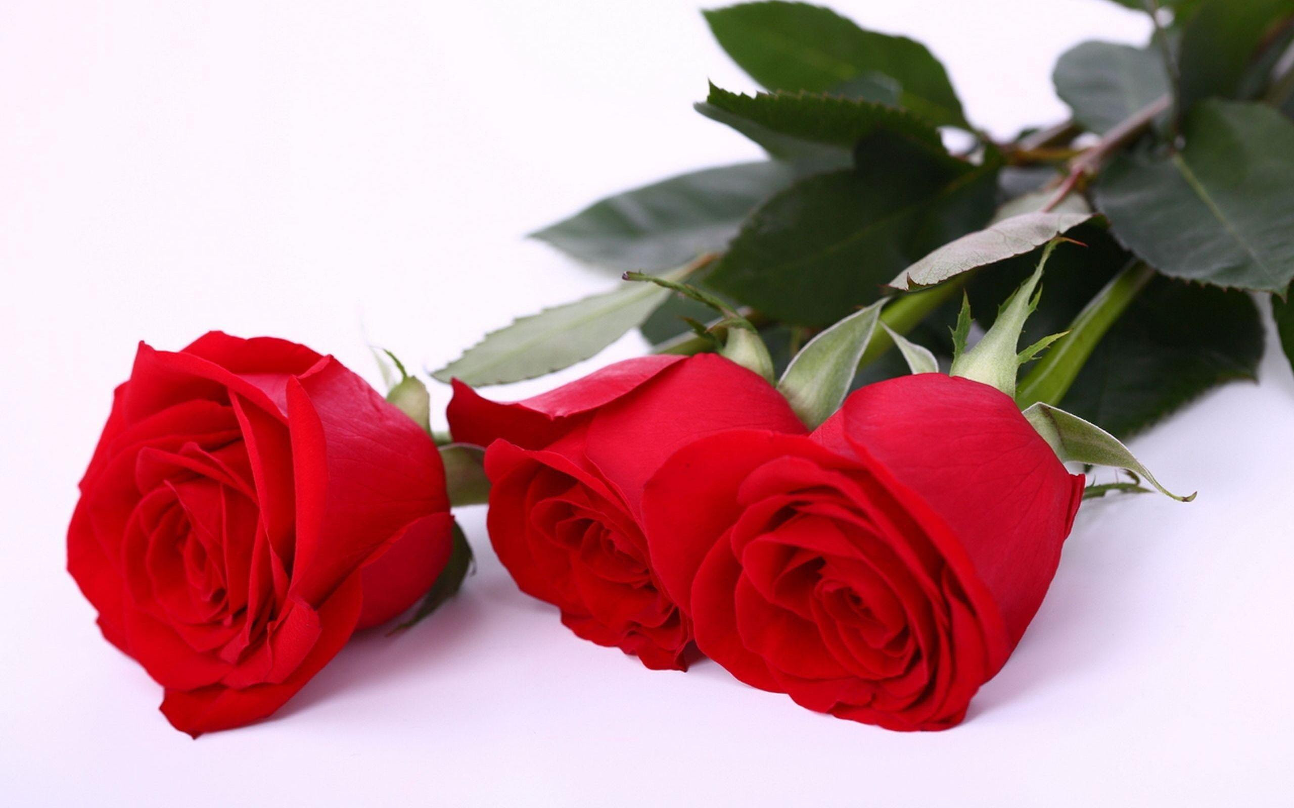 If you're in search of the best red rose love wallpaper, you've come to the right place. Awesome Love Rose Flower Images Free Download Top Collection Of Different Types Of Flowers In The Images Hd
