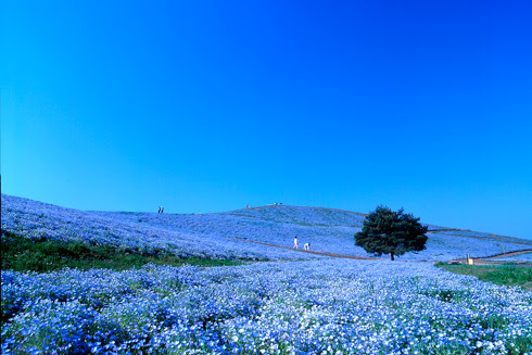 新着花 言葉 ネモフィラ すべての美しい花の画像