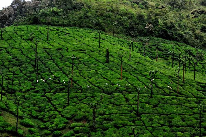 Have You Ever Wondered Where Your Tea Comes From?