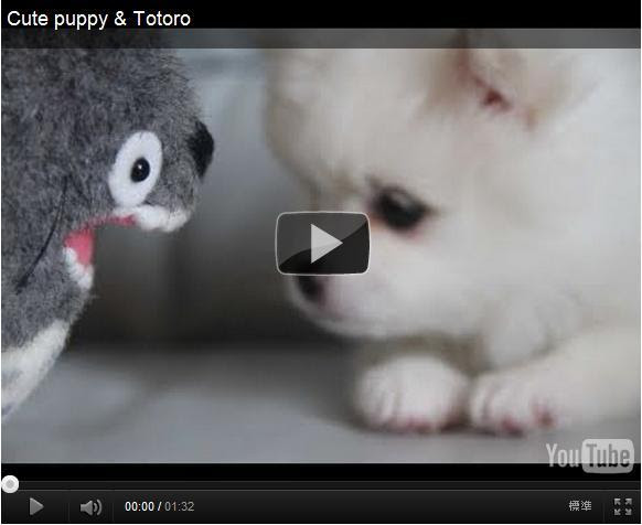 綺麗な可愛い 赤ちゃん の 動画 最高の動物画像