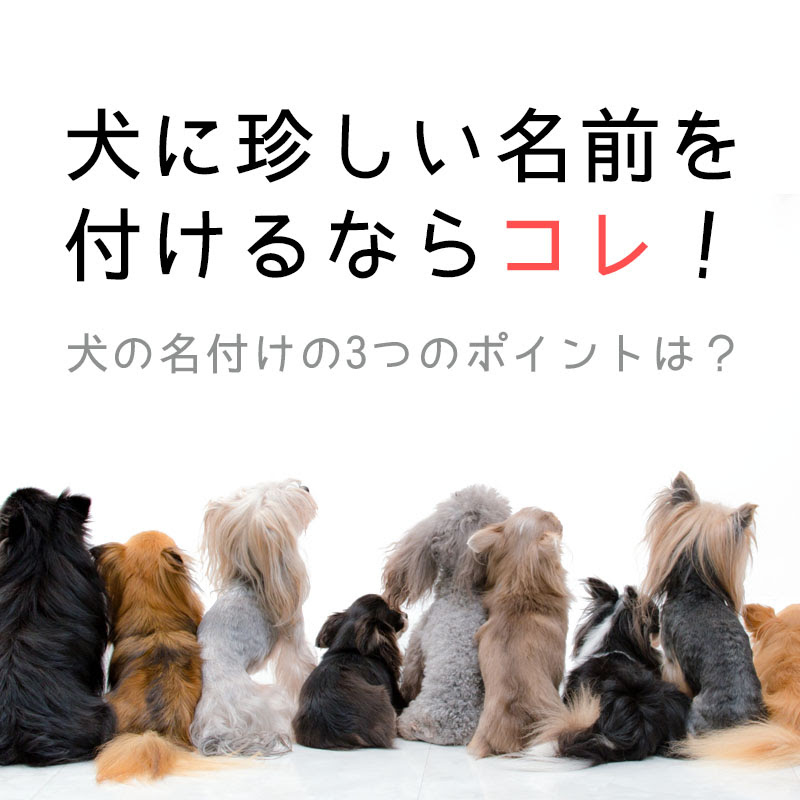 すべての美しい花の画像 50 素晴らしい犬 珍しい 名前