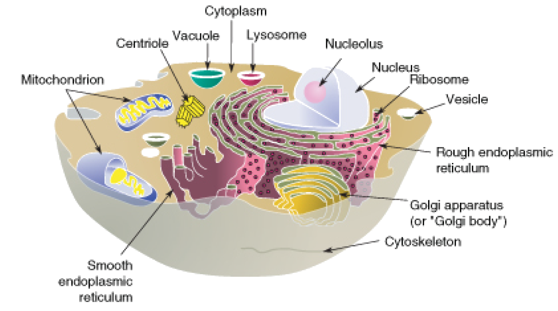 Animal cell lacks a cell wall and has round (irregular shape). Cell Structures Opencurriculum