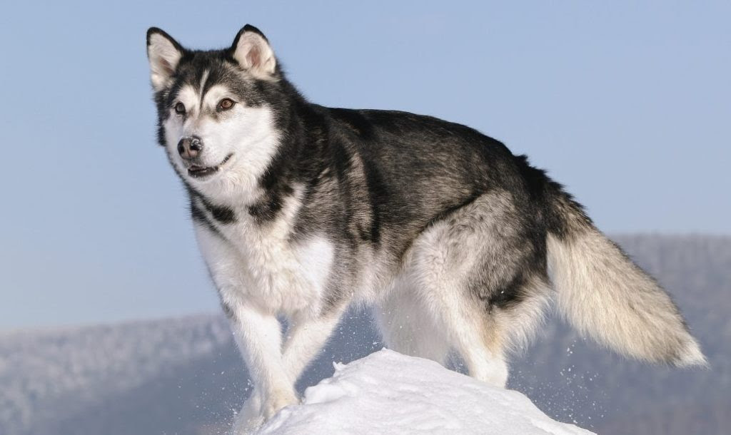 Ακολουθήστε μας στο google news. Alaskan Malamute 500 Epicrides Gr