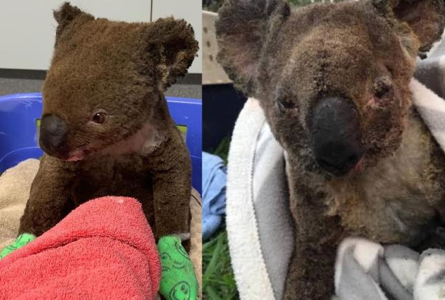 Disidratati e bruciati vivi: l'orribile fine dei koala a causa degli incendi in Australia